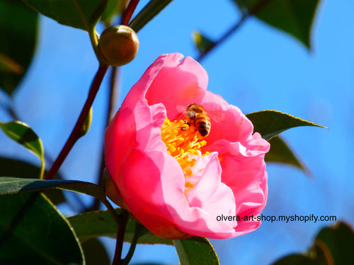 Colorful photography of a honeybee on a bright pink camellia flower.