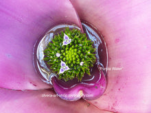 Load image into Gallery viewer, High-quality photography of standing water inside a bromeliads fuchsia flower.
